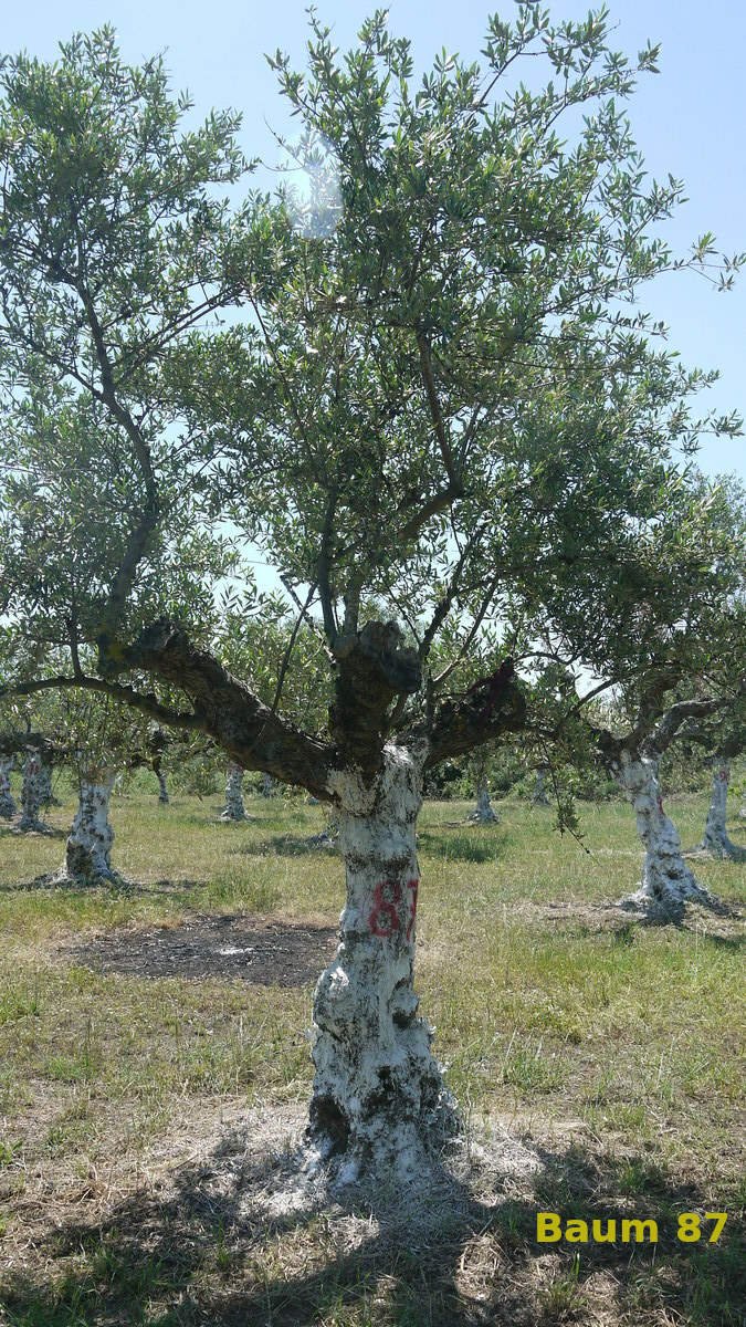 Baum Nummer 87 | Aris | Taygetos View