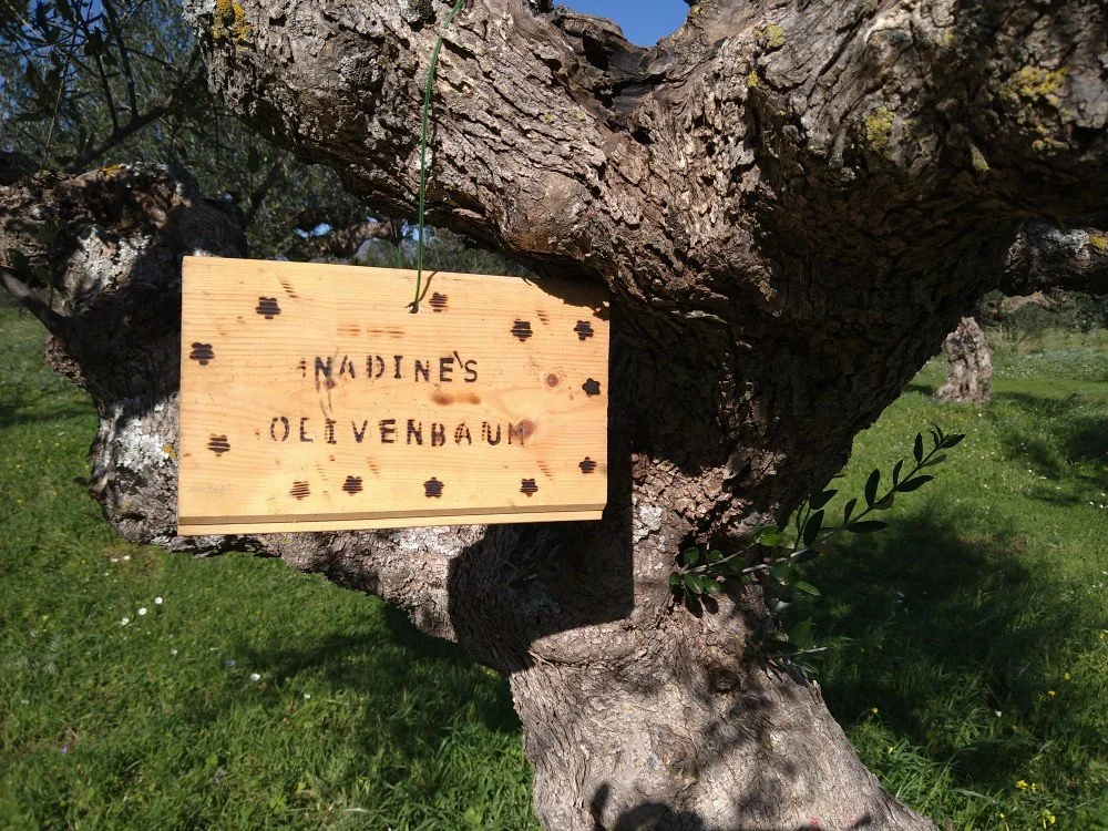 An einem unserer Olivenbäume hängendes Holzschild mit der Aufschrift 'Nadine's Olivenbaum' auf unserer FLäche "Aris / Tygetos View".