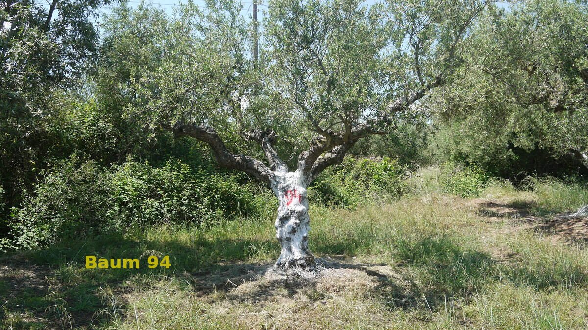 Dein Olivenbaum "No. 94" im Hain Aris/Taygetos View