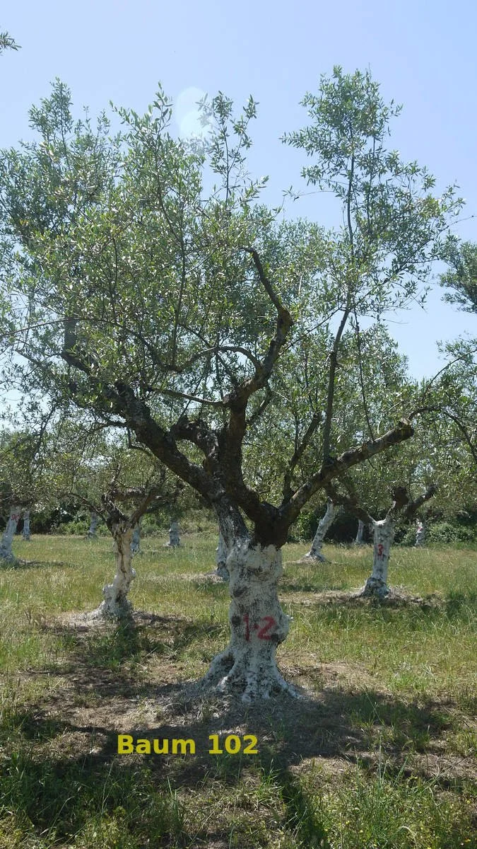 Baum Nummer 105 | Aris | Taygetos View