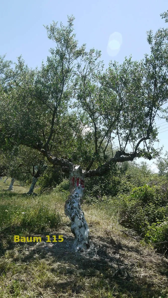 Baum Nummer 115 | Aris | Taygetos View