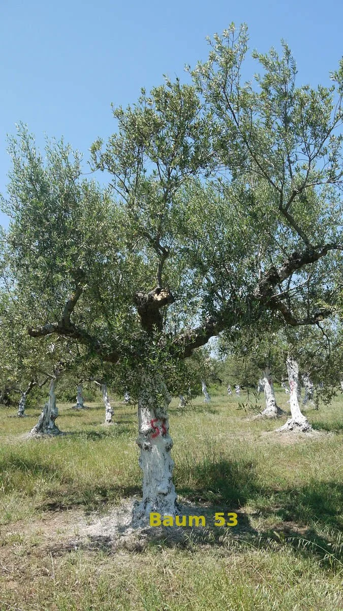 Baum Nummer 53 im Olivenhain Aris / Taygetos View