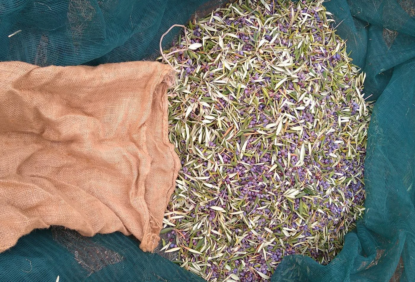 frisch geerntete Oliven auf einem Erntenetz, die gerade aus einem Jutesack geschüttet wurden. Jutesäcke werden zum Transport der Oliven zur Ölmühle verwendet..