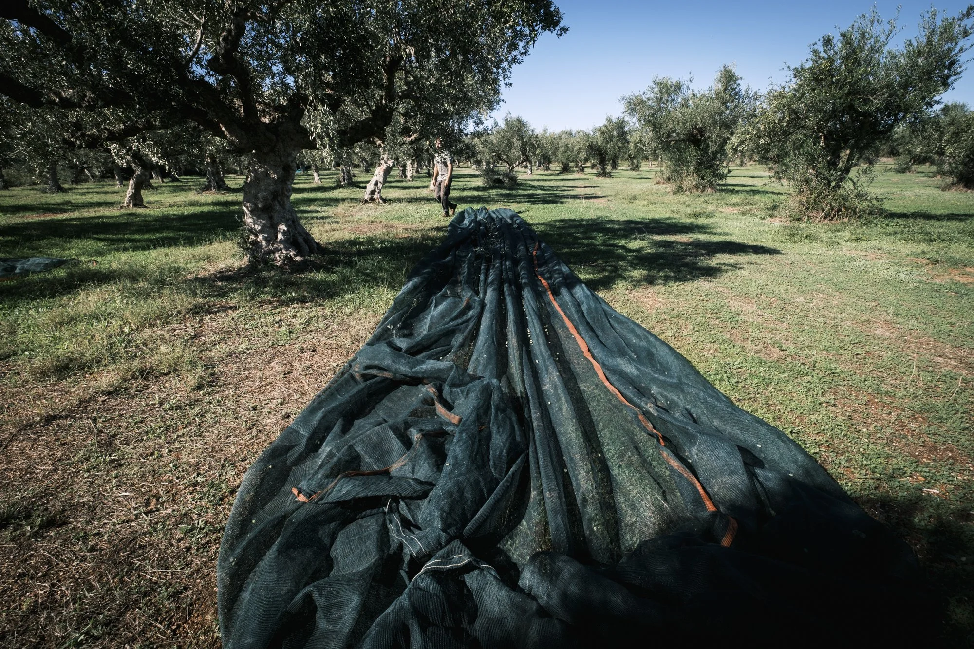 Olive_Harvest_Day_1_Classic_Neg_2K_002.jpg (Kopie)
