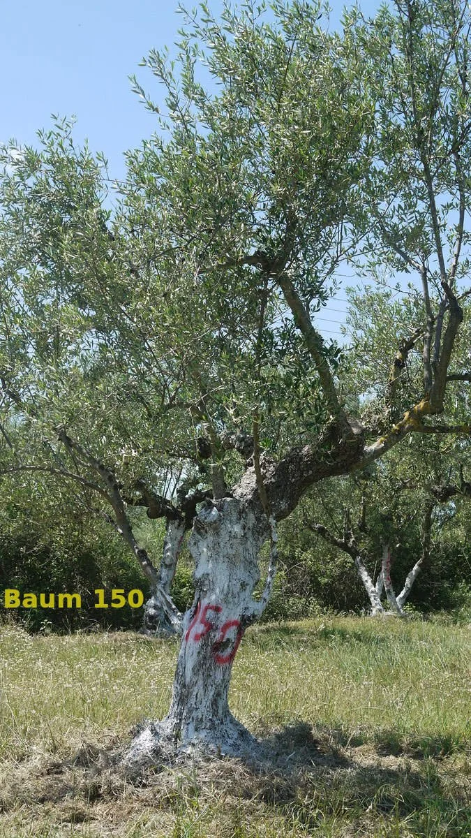 Dein Olivenbaum "No. 150" im Hain Aris/Taygetos View