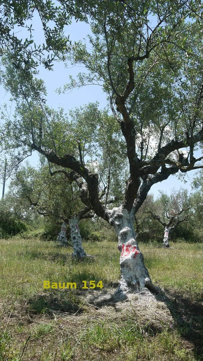 Dein Olivenbaum "No. 154" im Hain Aris/Taygetos View