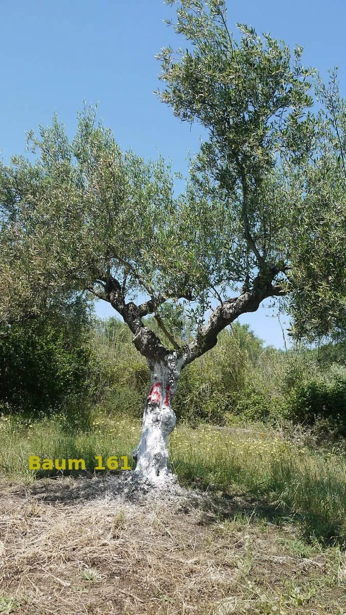 Dein Olivenbaum "No. 161" im Hain Aris/Taygetos View