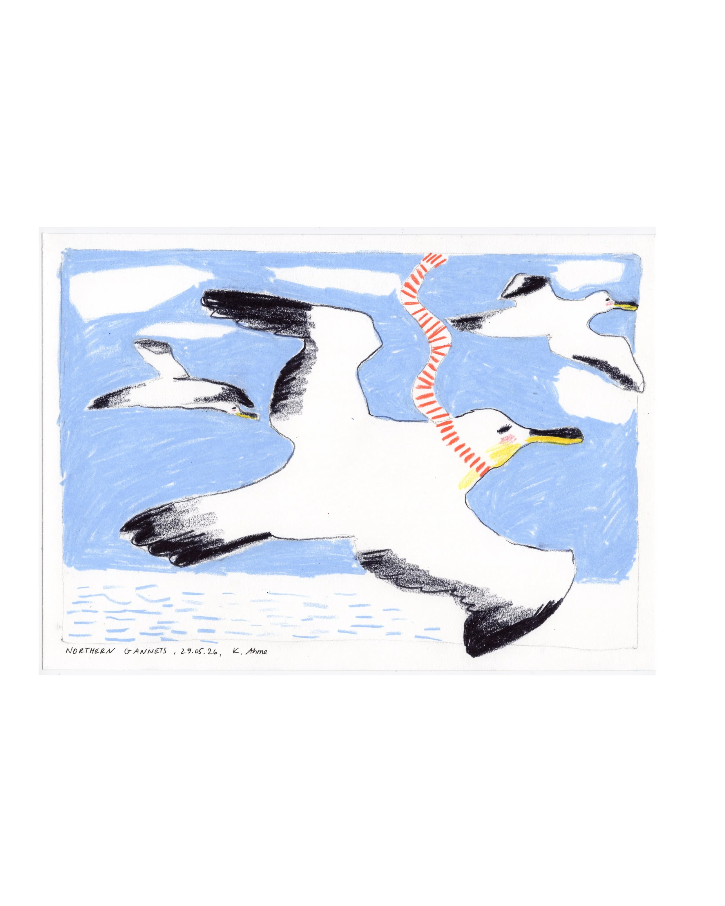 Original drawing "Northern Gannets"