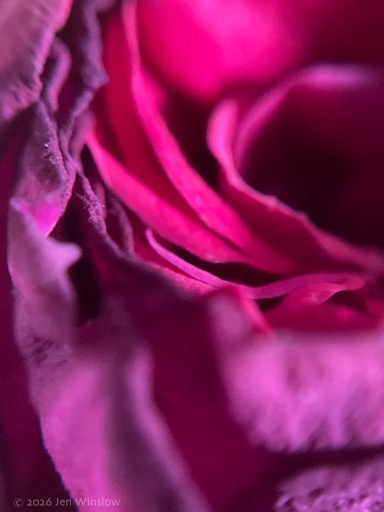 a red rose between life and death