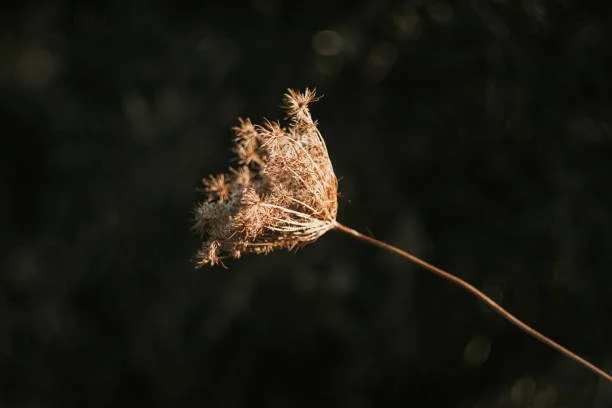 The Hospice Myths I Hear Most Often