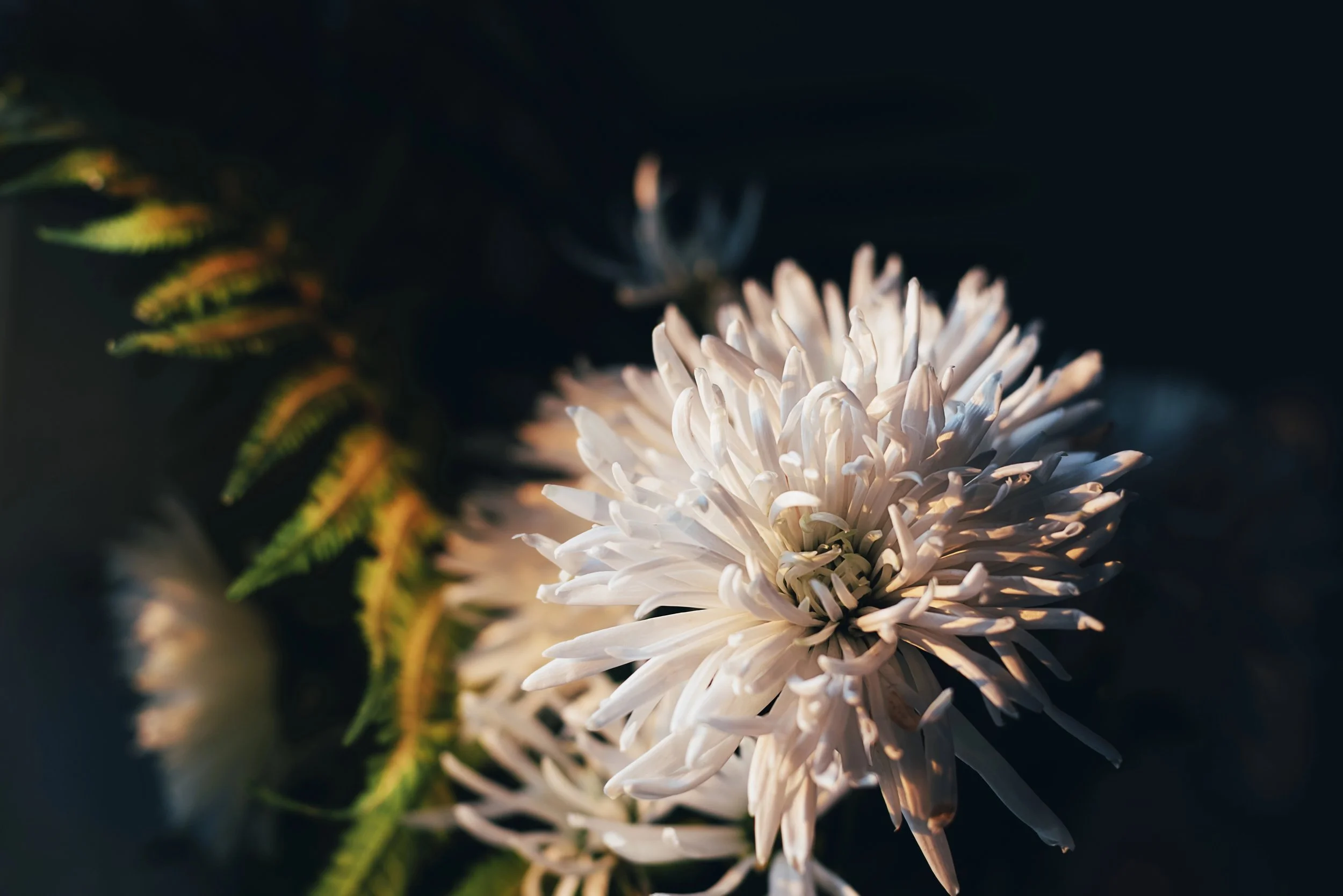 a white wildflower in the process of dying beautifully