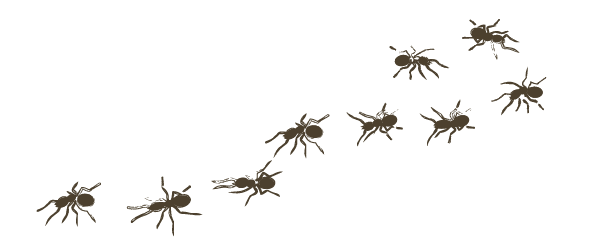 A line of seven ants walking in a curved formation.