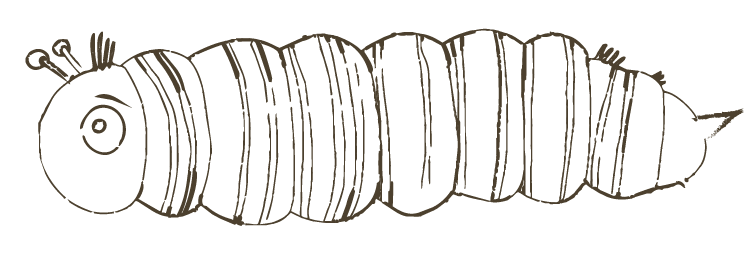 Line drawing of a caterpillar