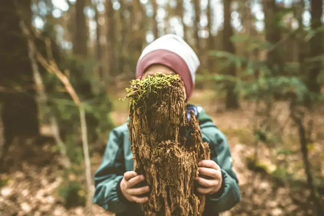 Young child exploring mossy woodland log at Eyton Burrow outdoor learning Shropshire