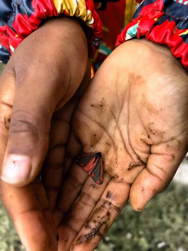 Close-up of hands holding a butterfly at Eyton Burrow 