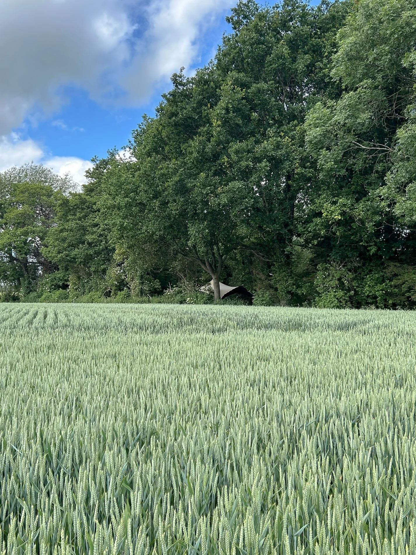"A green wheat field bordered by woodland at Eyton Burrow, where the fire pit area sits among the trees