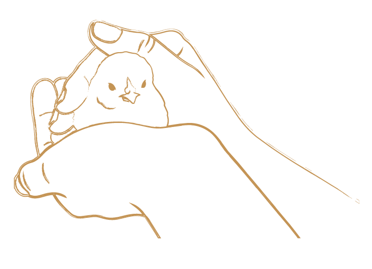 Line drawing of hands cupping a chick