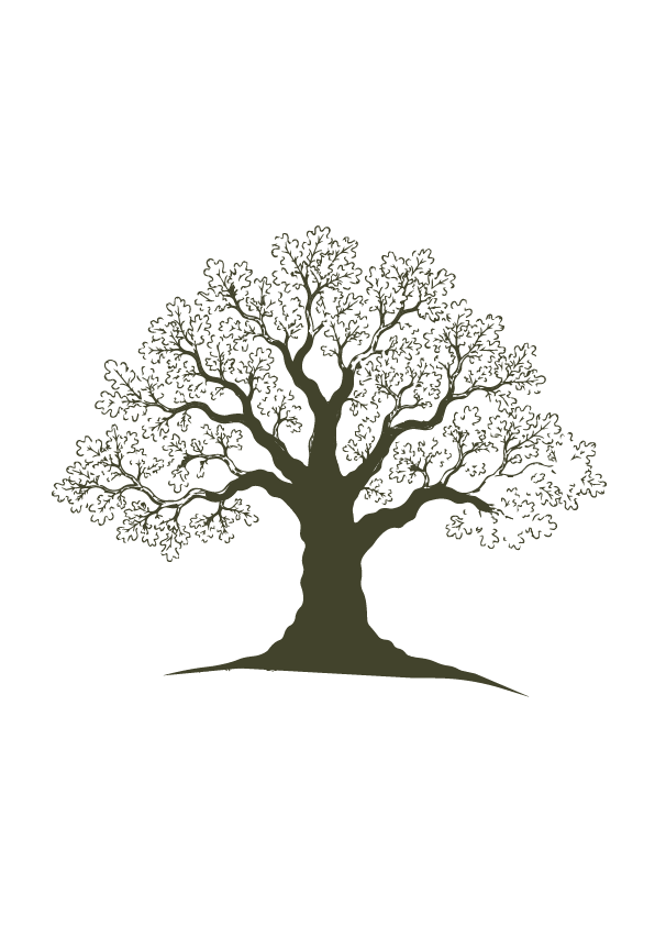 Oak tree illustration  Eyton Burrow six week programme nature school Shropshire