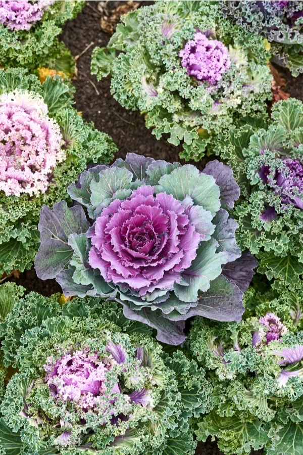 Add On : 2 Containers Fall Foliage