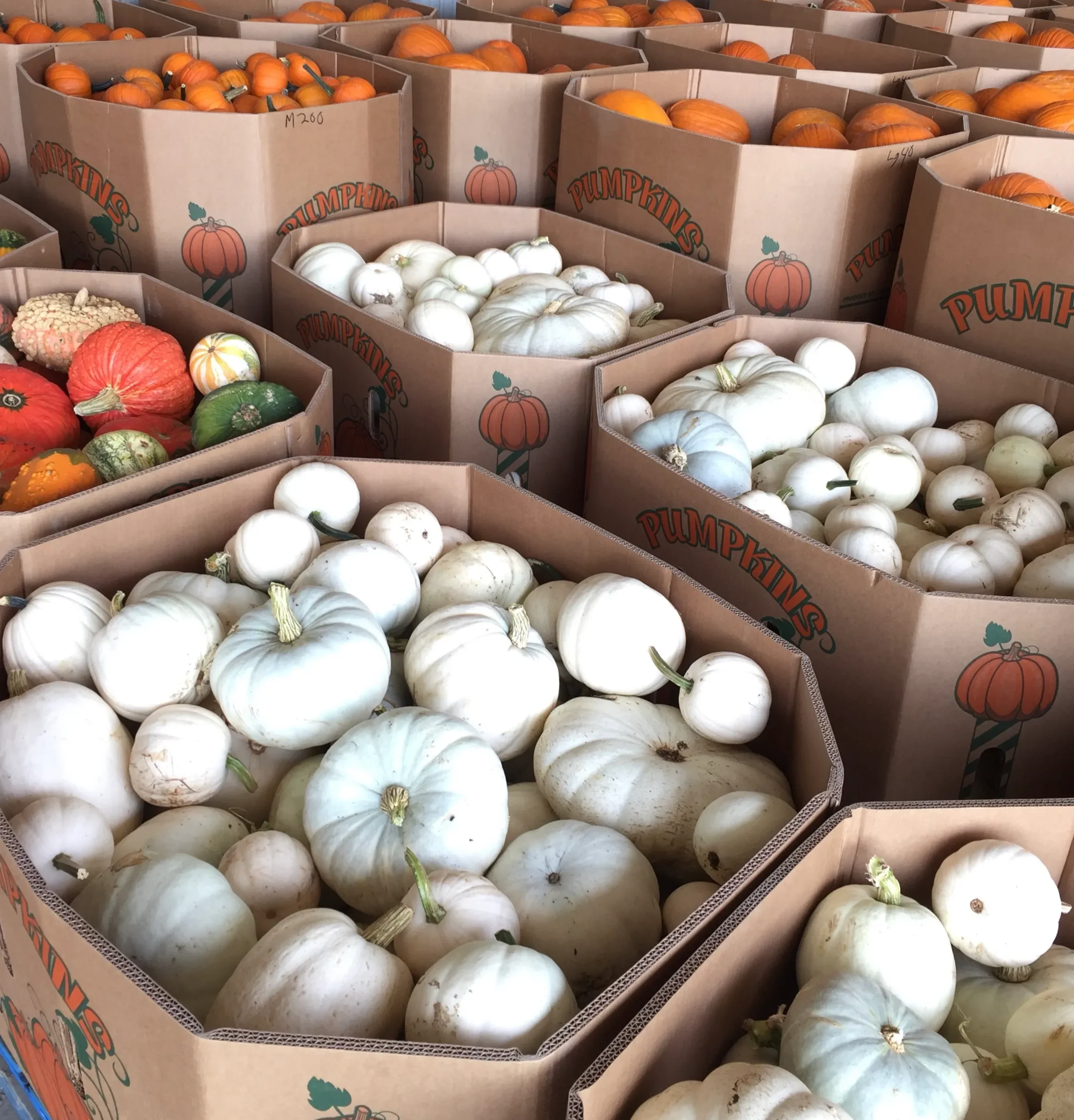 Various white, orange, and green gourds and pumpkins in cardboard boxes labeled "PUMPKINS" at a market or farm stand.