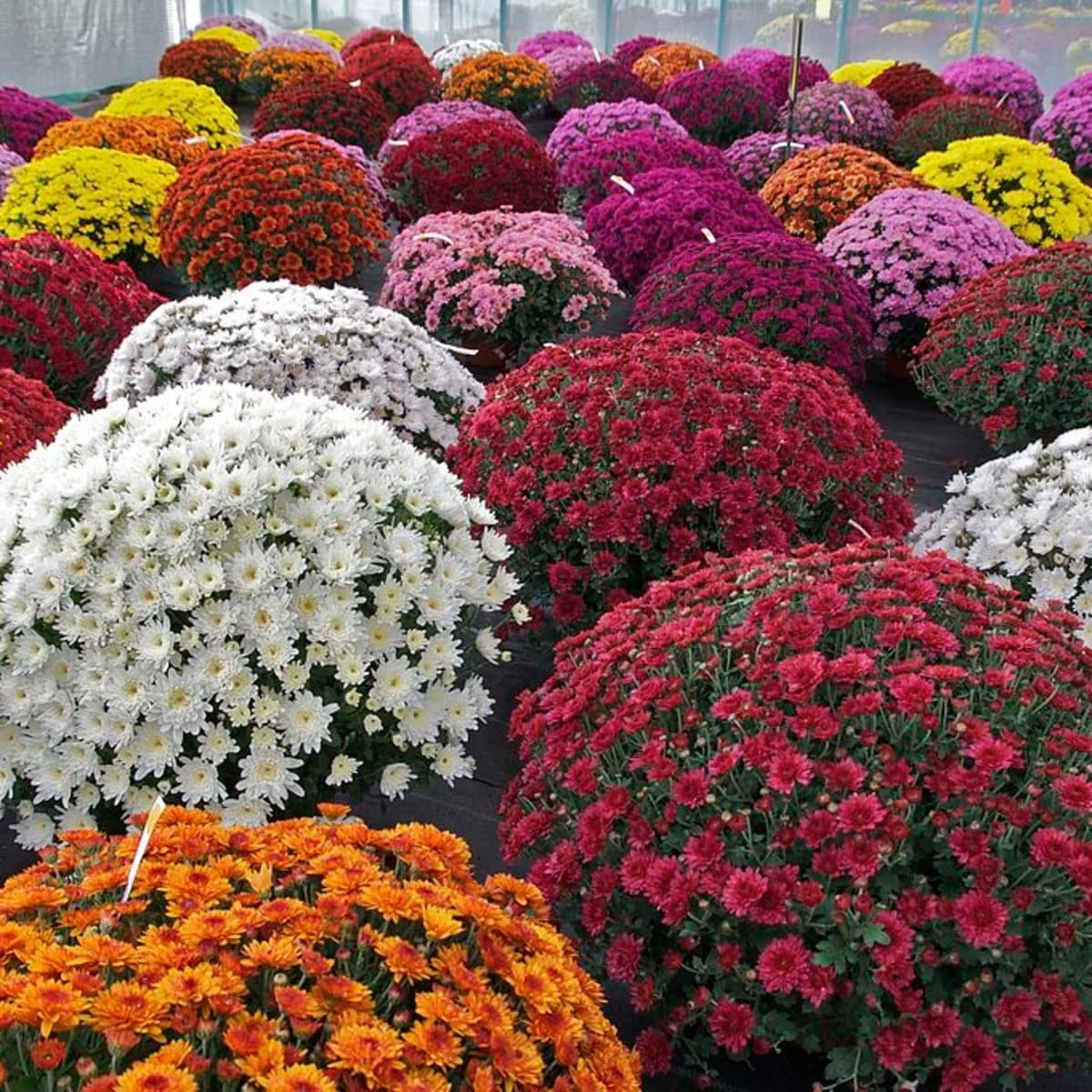 Add On : 2 Containers Chrysanthemums (Mums)