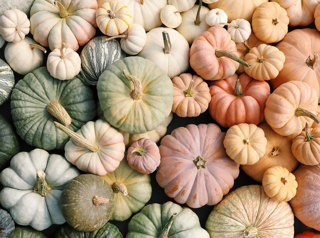 A variety of colorful pumpkins in shades of white, green, orange, and pink, arranged closely together.