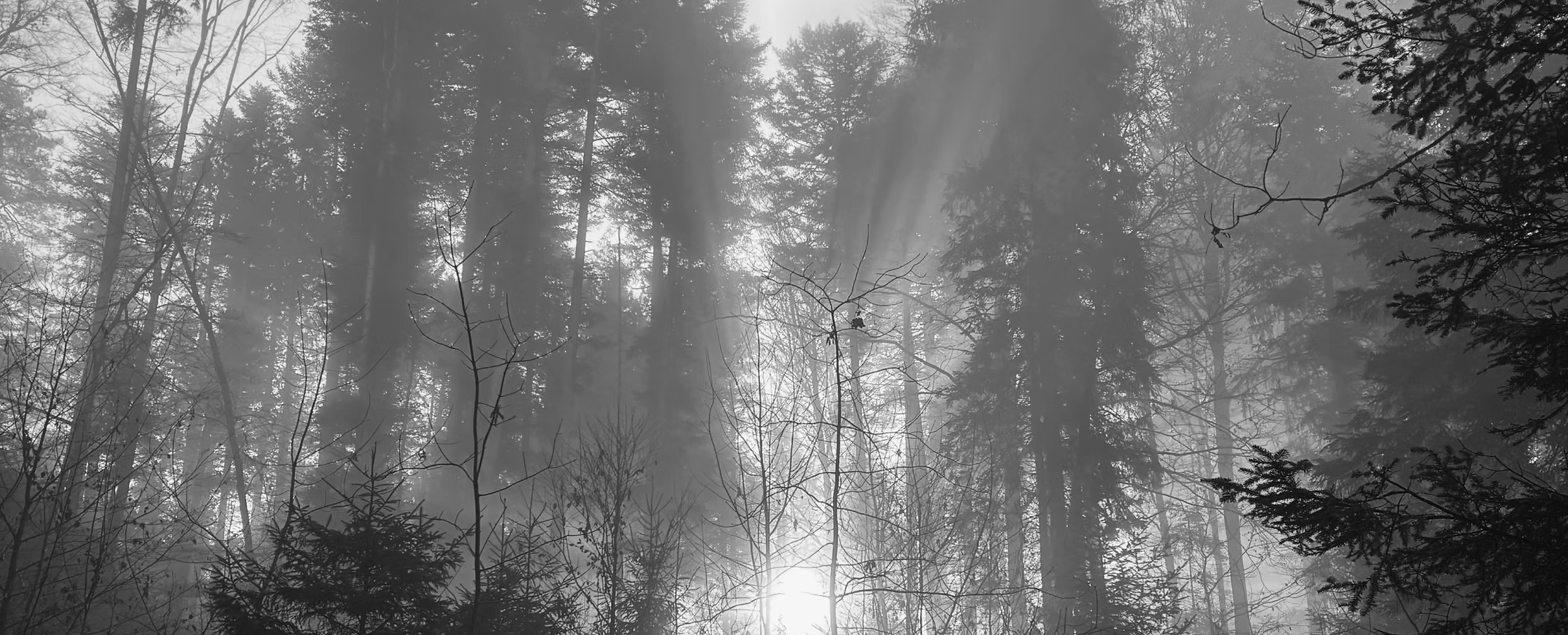 Nebelnder Wald mit Sonnenstrahlen, viele Bäume und Zweige in Schwarzweiß.