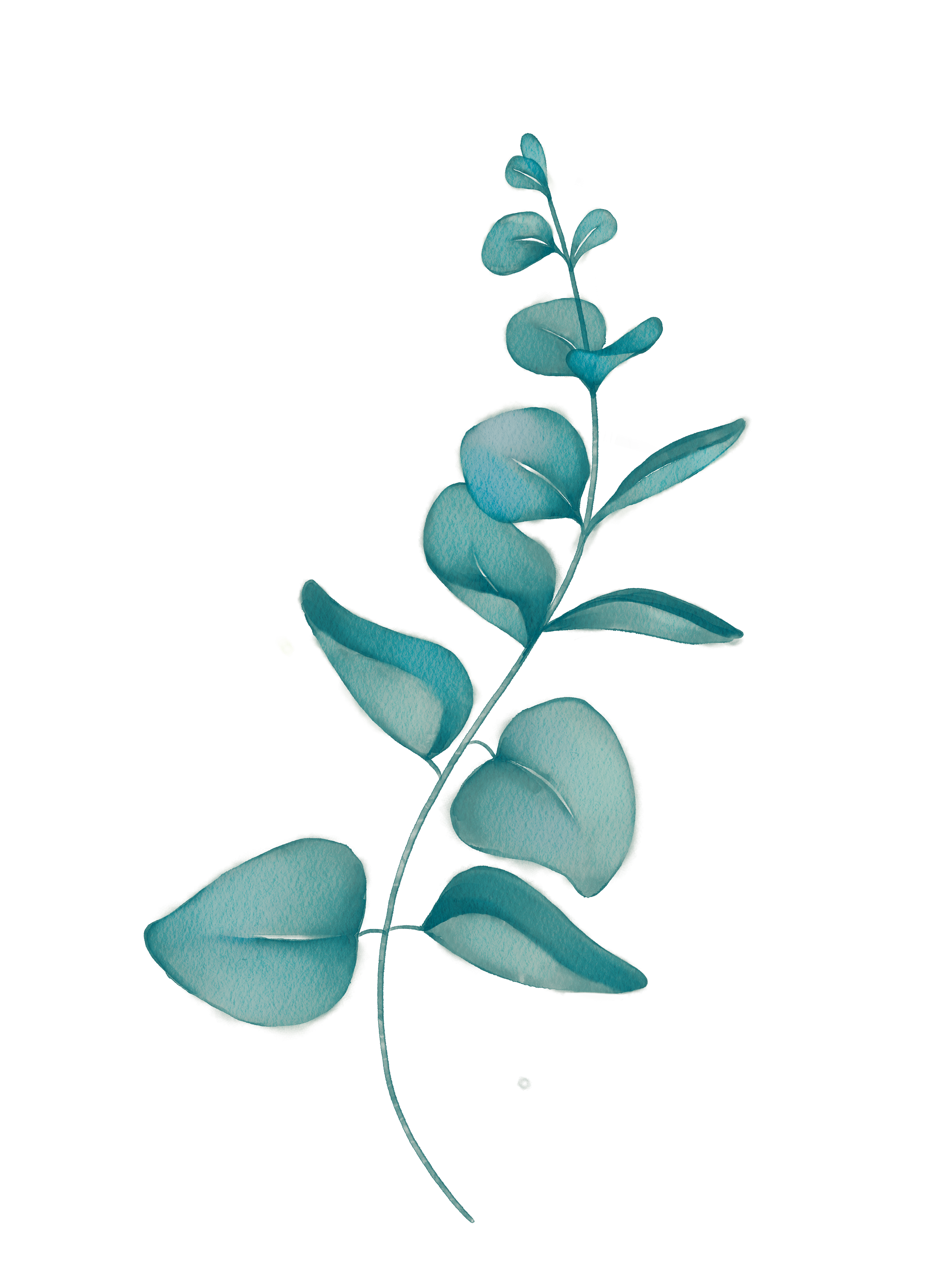 Eine grüne Eukalyptus-Pflanze mit runden Blättern, die entlang eines Zweigs angeordnet sind.