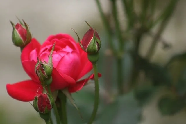 flower3.jpg