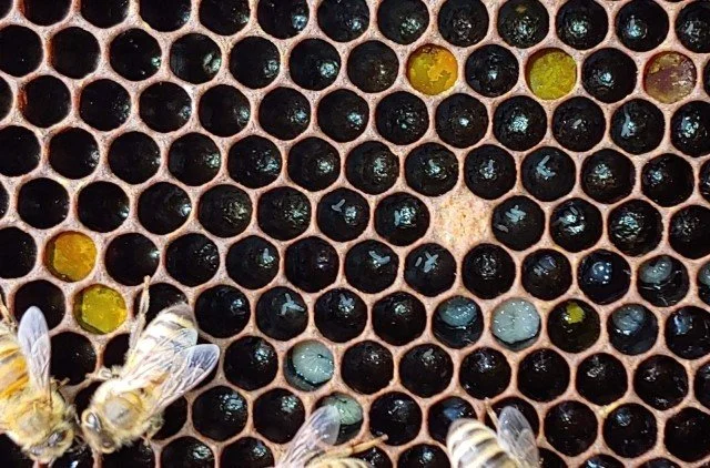bee5.jpg