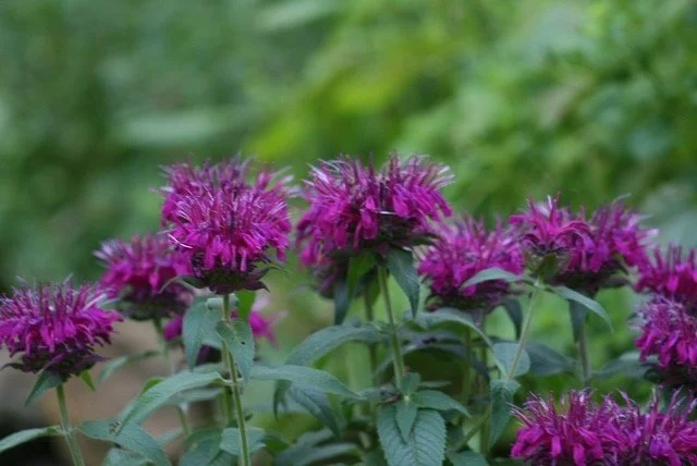 flower8.jpg