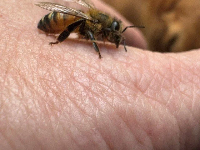 bee1.jpg