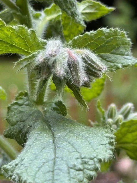 borage.jpg