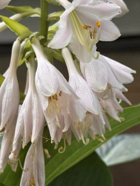 comfrey.jpg