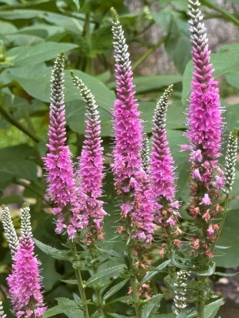 pretty pink.jpg