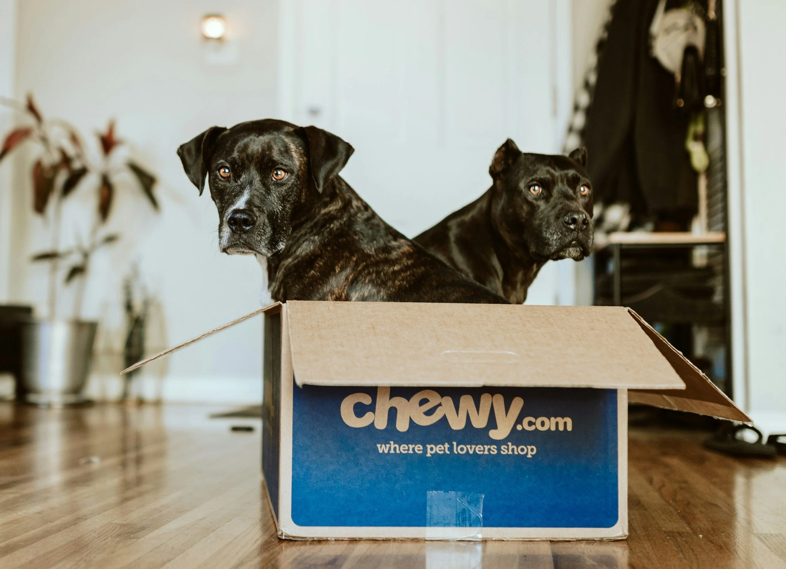 Tips For Moving With Pets In Metro Detroit