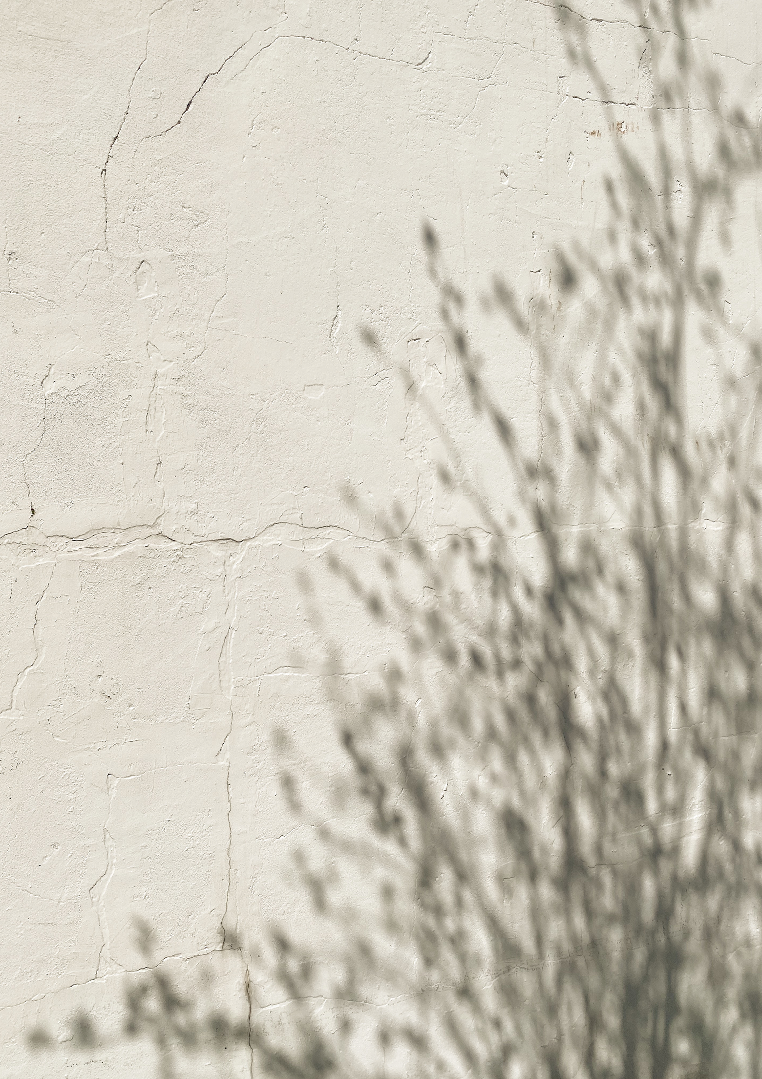 Shadows of plants cast on a textured, cracked wall with faint writing.