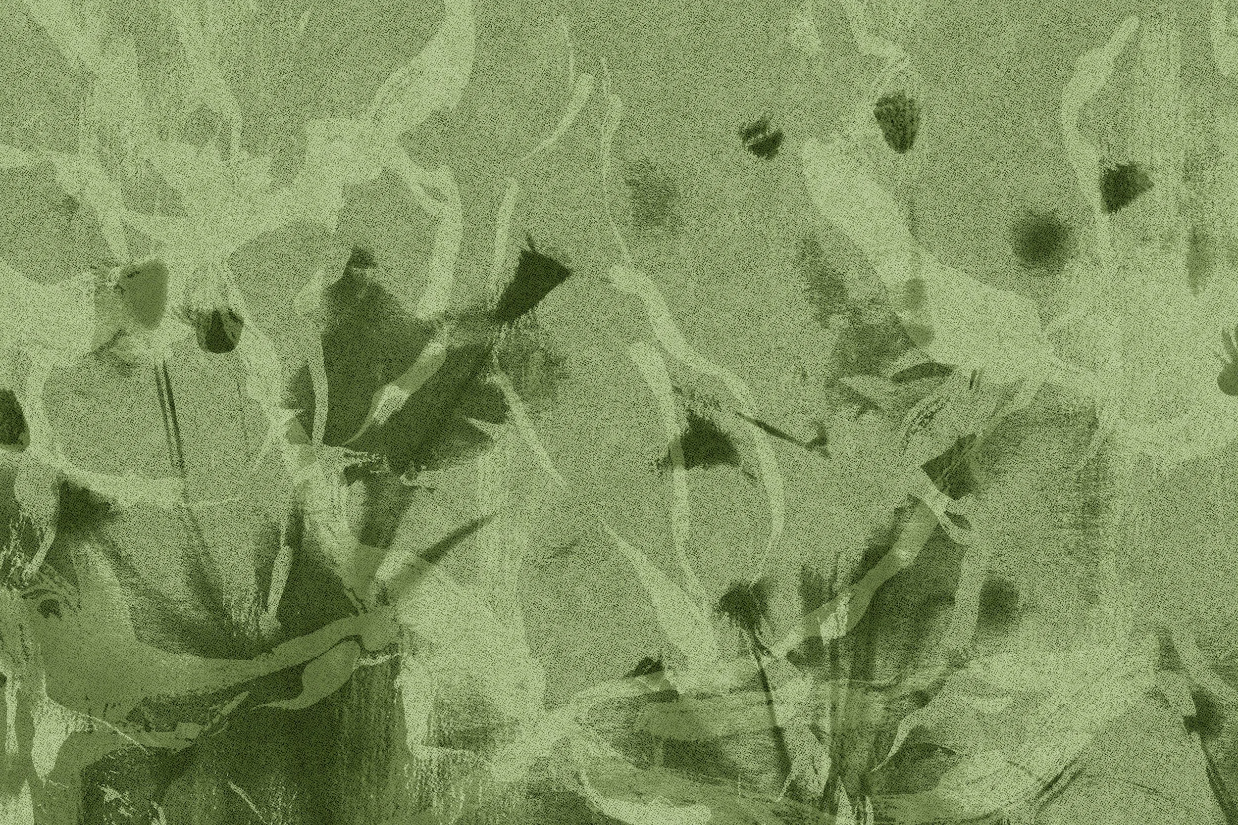 Close-up of a plant with green leaves.