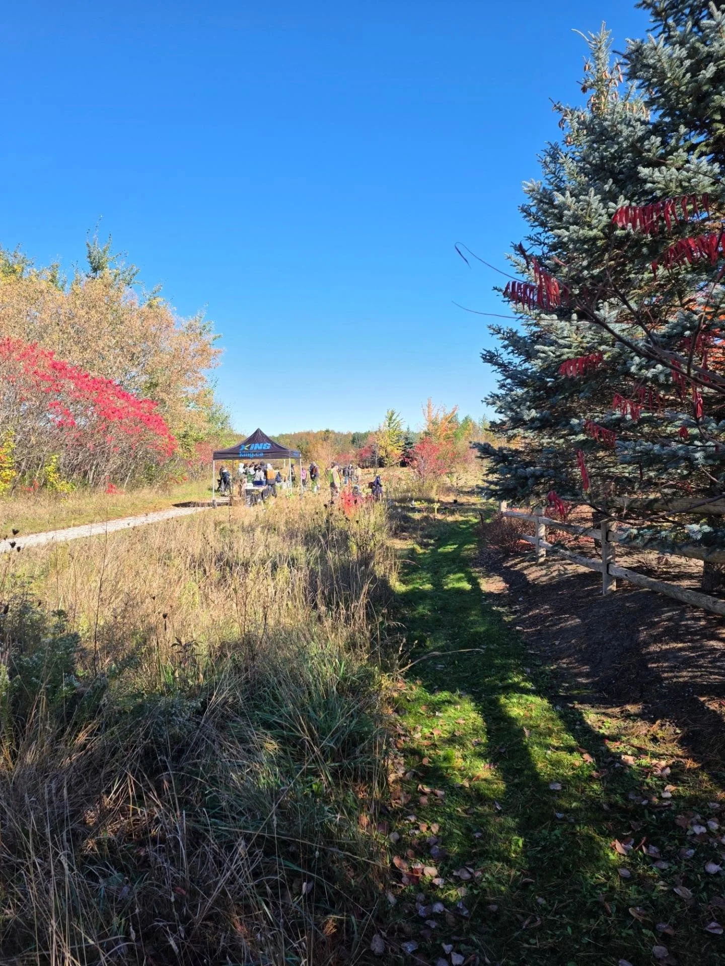 500 trees got planted today along Bluff Trail in Nobleton, thank you to all who came out to help grow our treee canopy