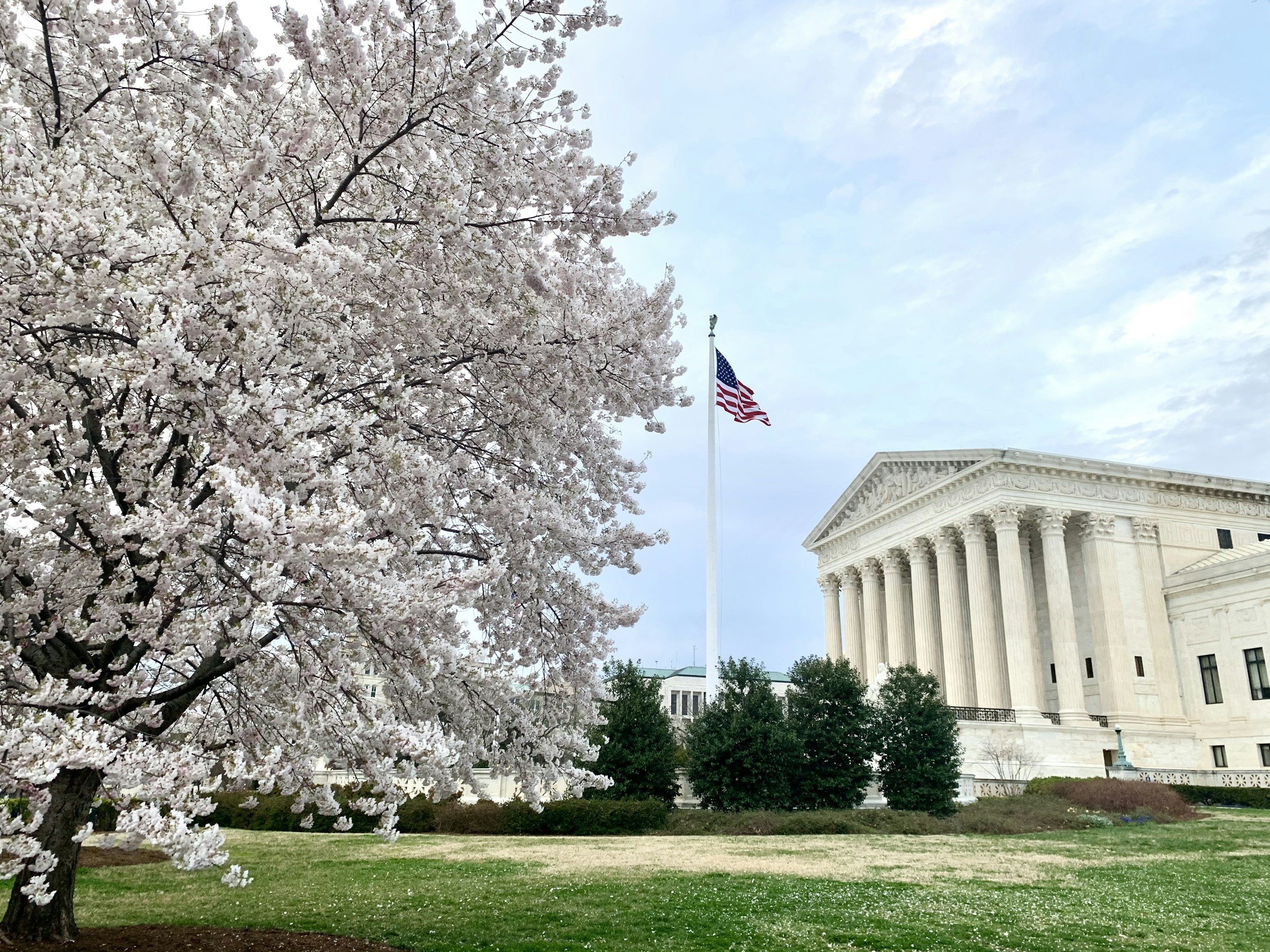 A large cherry blossom tree in full bloom with white and pink flowers in front of the United States Supreme Court building, which features white columns and intricate architectural details. An American flag is flying on a flagpole near the building.