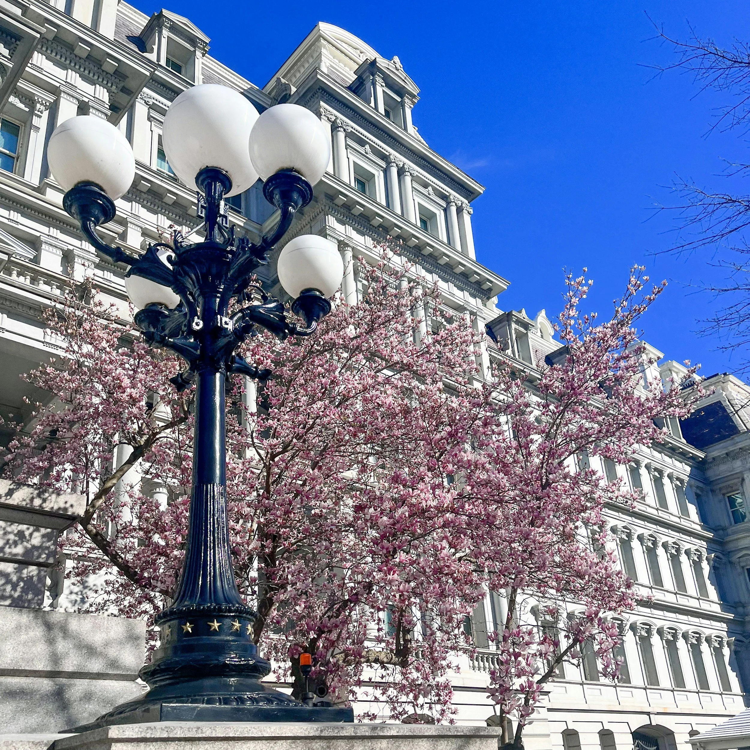 The Eisenhower Executive Office Building in downtown Washington, DC pictured behind a decorative street lamp, flowering cherry blossom trees, and a clear blue sky.