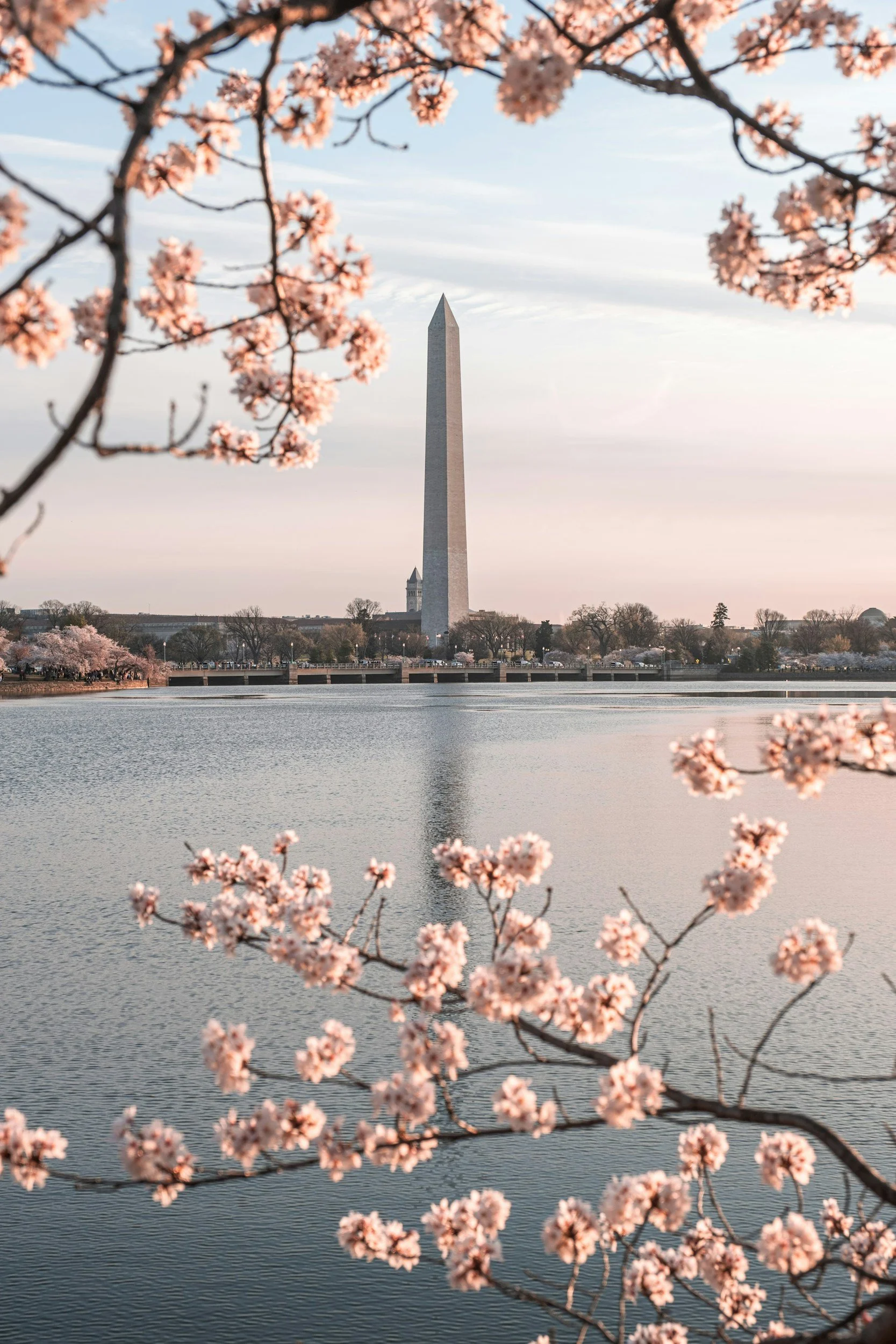 Cherry blossoms in bloom in the foreground, the Washington Monument in the distance behind a body of water, with a clear sky and some clouds.