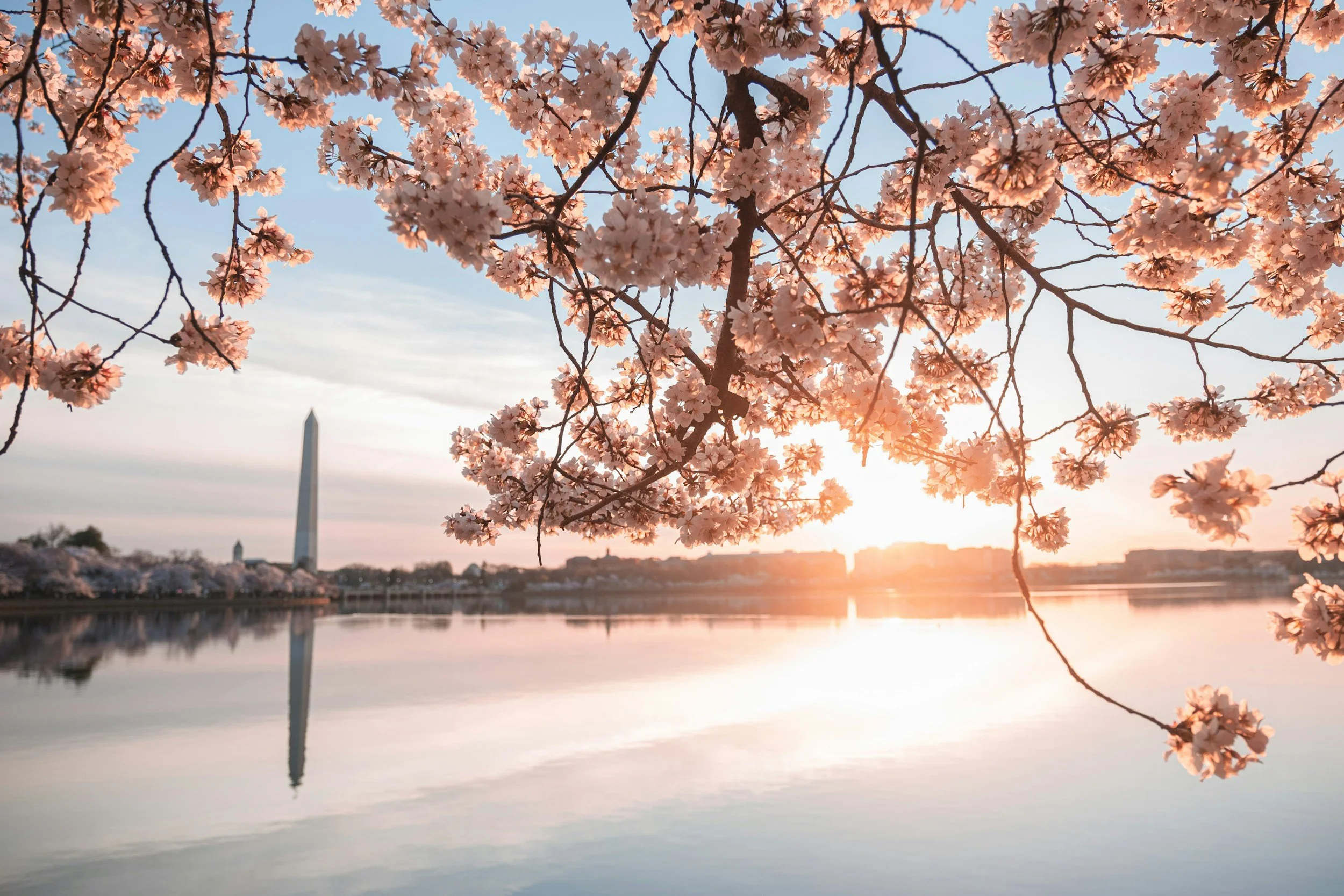 Cherry blossoms in bloom at sunset over the river with the Washington Monument in the distance.