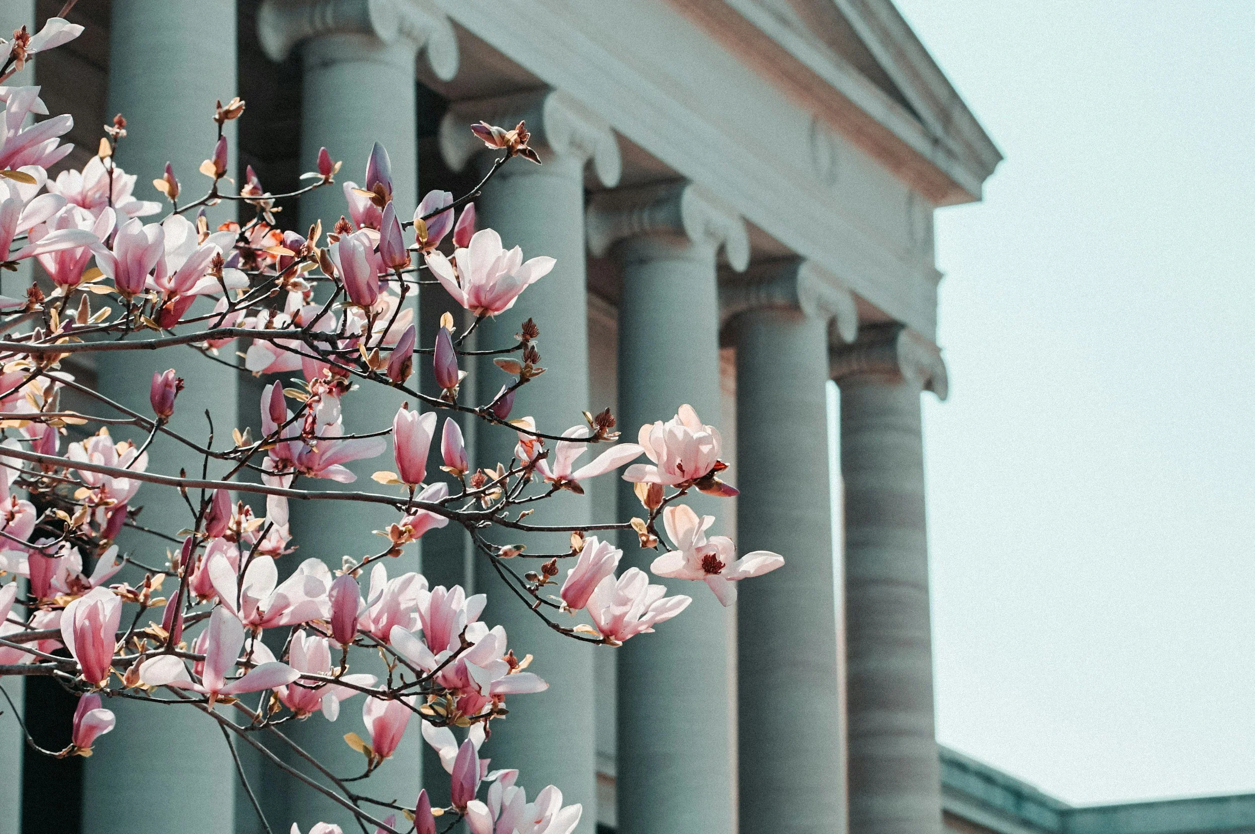 Pink magnolia flowers blooming in front of a federal building with tall classical columns and a corniced roof.