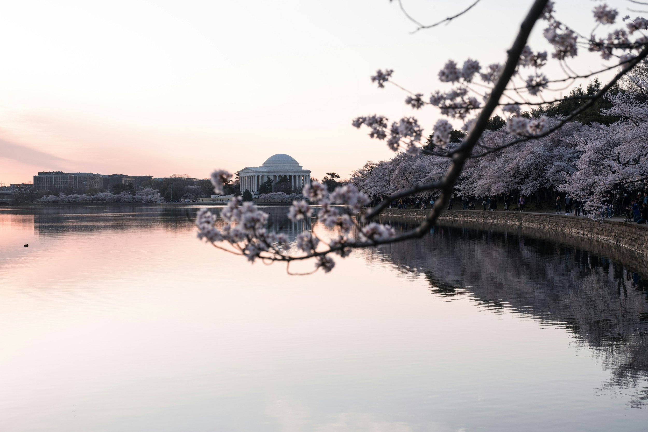 Cherry blossom trees along a river with the Jefferson Memorial in the background.