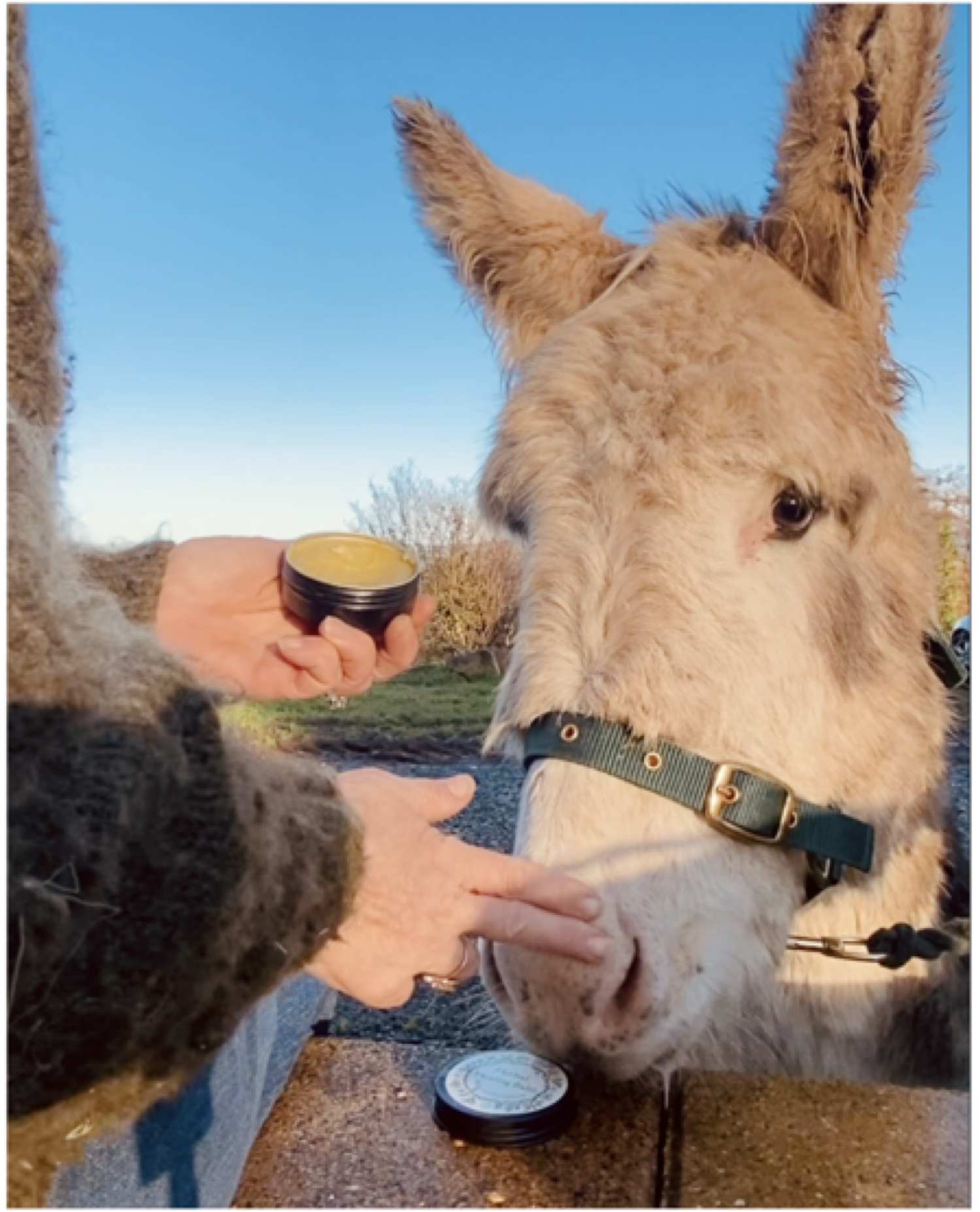 A person applying balm to a young donkey's nose outdoors on a sunny day, with patches of blue sky, trees, and grassy ground in the background.