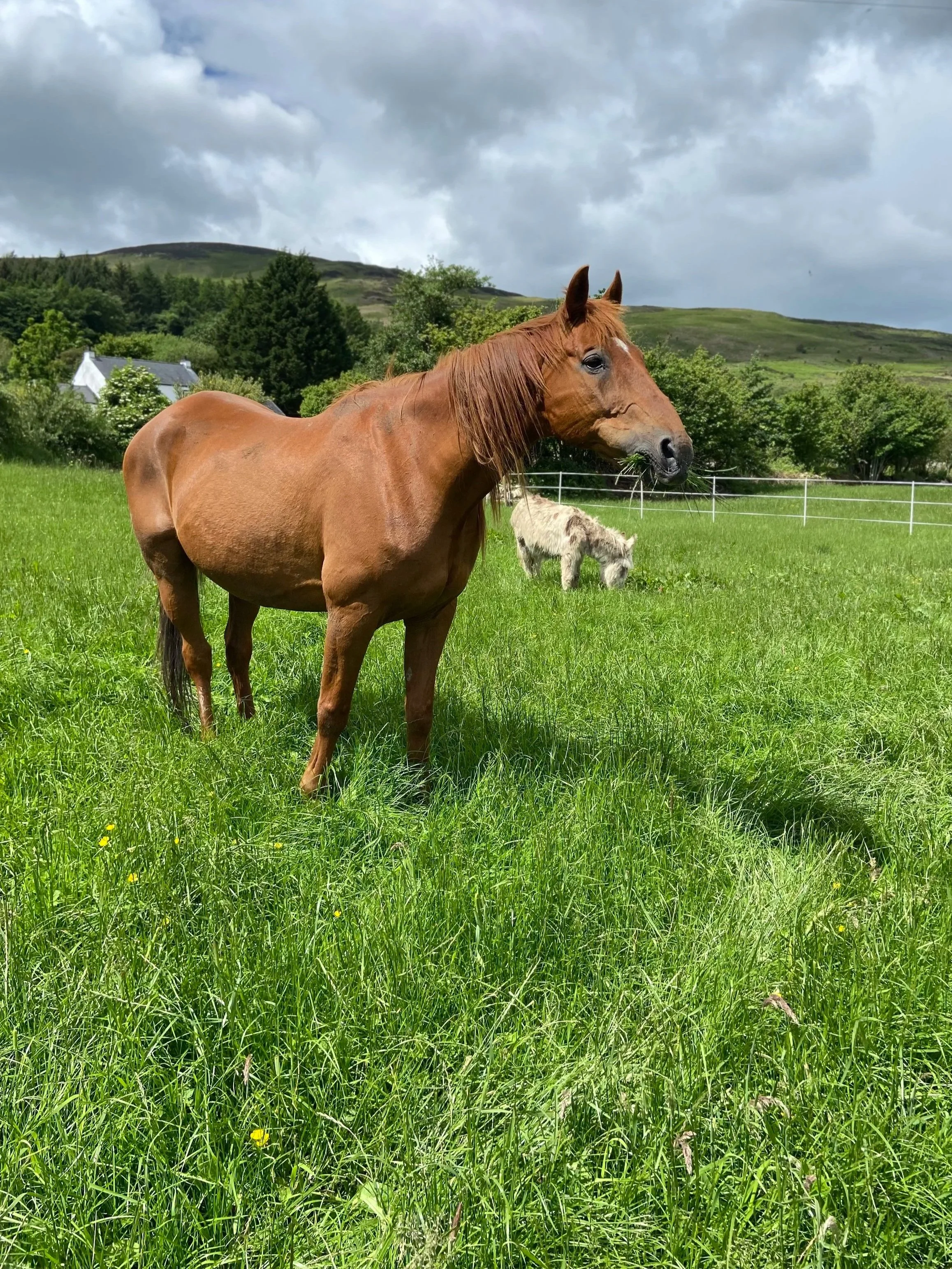 A brown horse grazing on green grass in a fenced pasture with a small donkey nearby, trees, hills, and dark cloudy sky in the background.