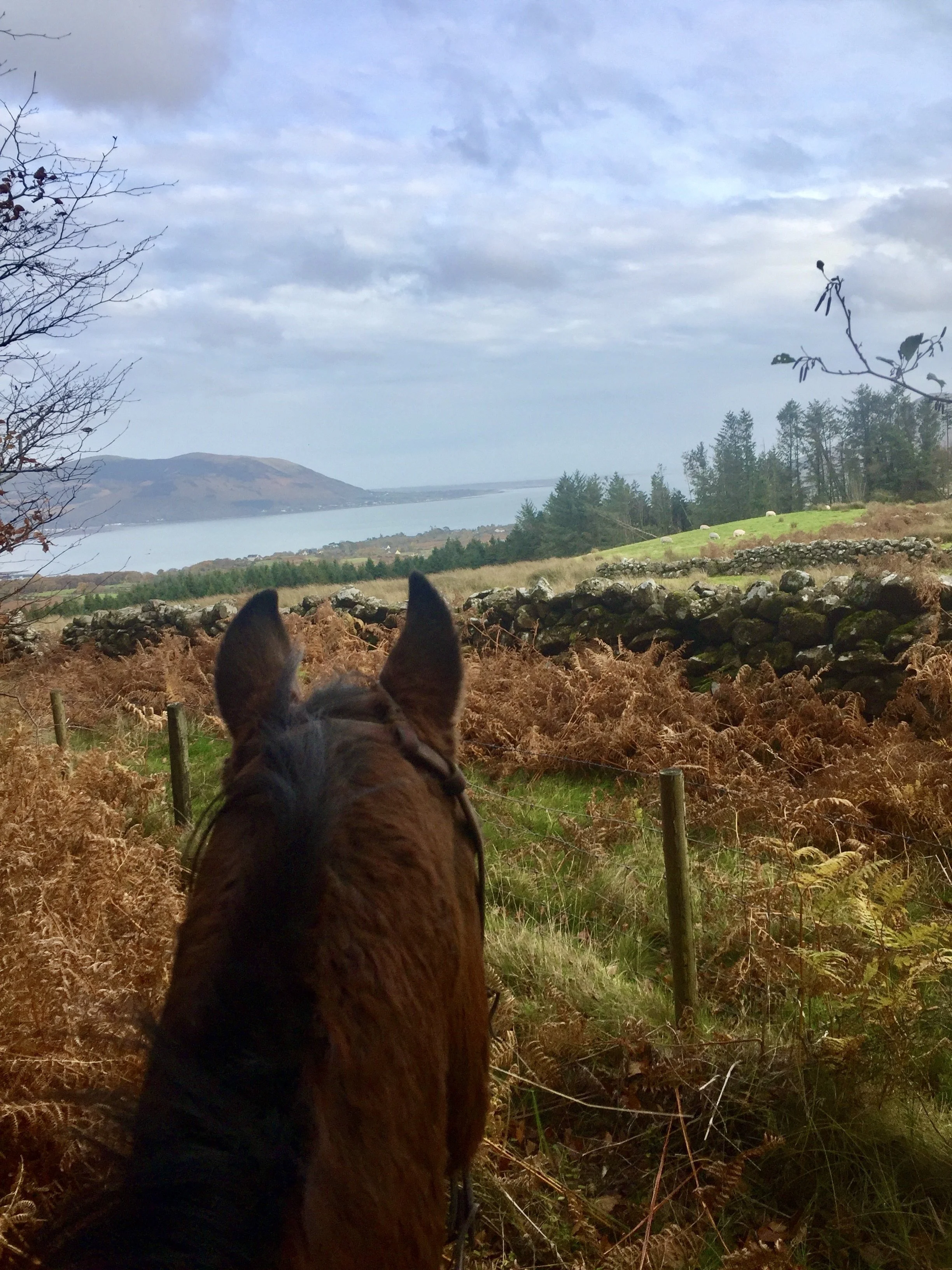 A photo taken from behind a horse, showing its ears and head, looking out over a rural landscape with trees, a stone wall, a grassy field, and distant hills under a partly cloudy sky.