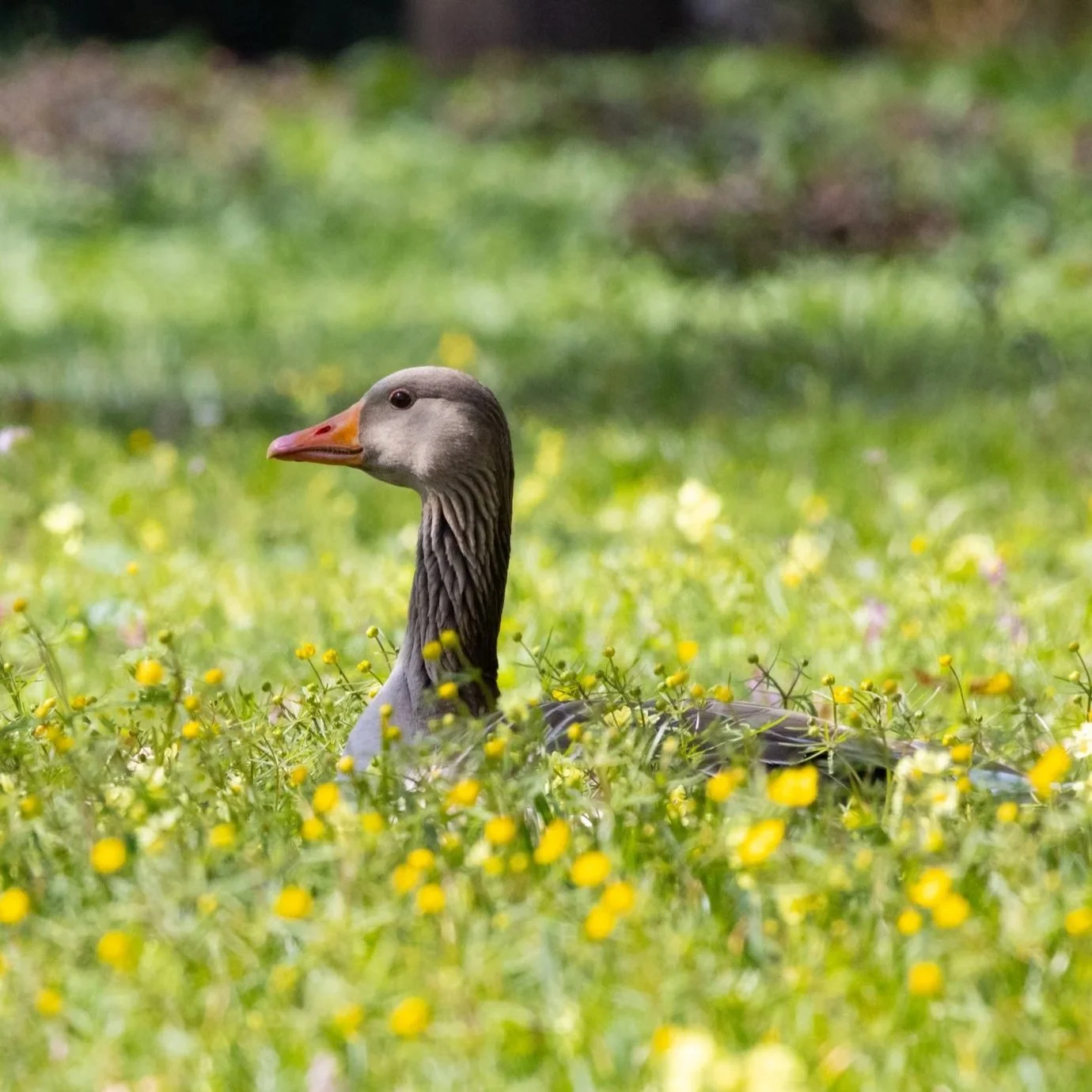Celebrating Geese