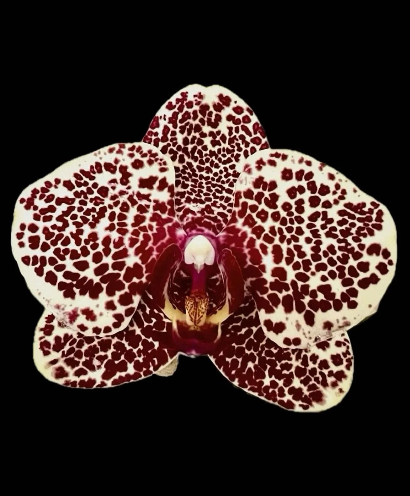 Freckles in the wild - pink spotted orchid edition ✨🌸

 Nature has always loved a good sprinkle of spots!

Want your own? My DMs are open. 🤎✨